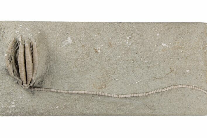Fossil Crinoid (Scytalocrinus) - Crawfordsville, Indiana #216136